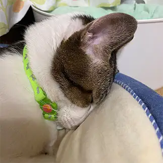 ごめん寝しすぎるネコ　　ike2910さん