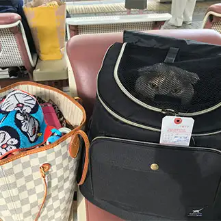 手荷物扱いで不機嫌すぎるネコ　　近藤美加さん