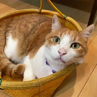 すっぽりおさまりすぎるネコ　　ふーちゃんばあばさん