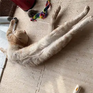 急カーブすぎるネコ　　ねこりんさん