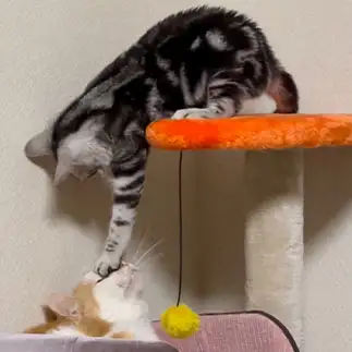 寛大すぎるネコ　　トモさん