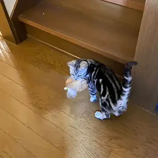 コソ泥すぎるネコ　　トモさん