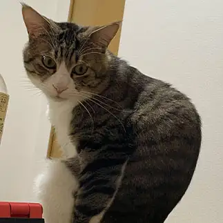 猫背すぎるネコ　　りちさん