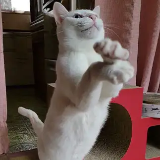 ボチボチでんなぁすぎるネコ　　yamawaiisoraさん