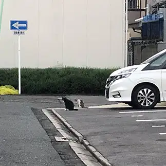 みんなで左向きすぎるネコ　　あやんぱさん