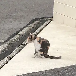 THE 猫背すぎるネコ　　あやんぱさん