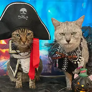 ハロウィンになりきりすぎるネコ　　ミロルナのママさん