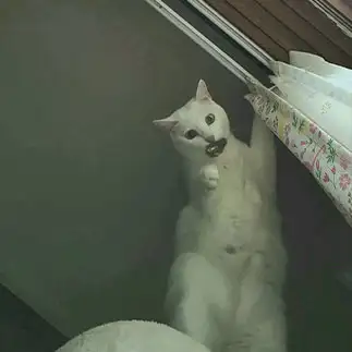 ちょっと そこ どいてくださらない?すぎるネコ　　yamawaiisoraさん