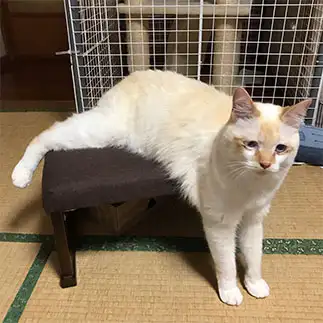 乗り方のクセが強すぎるネコ　　にゃーさん