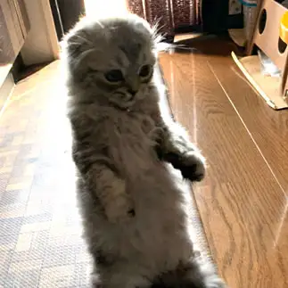 恐れおののきすぎるネコ　　はためぐさん