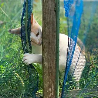 はい、何ですか?すぎるネコ　　Sプラザさん
