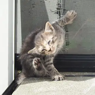 歌舞伎役者並みに見栄を切りすぎるネコ　　黒猫カレンさん