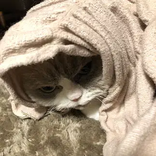 ETすぎるネコ　　すももさん