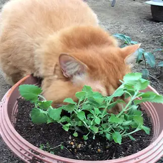 花が好きすぎるネコ　　ジャムさん