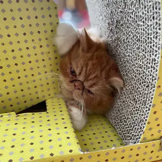 破壊しすぎるネコ　　けときみさん
