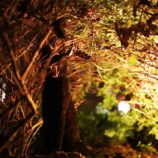 ハロウィンで化け猫に変身しすぎるネコ　　kozeniさん