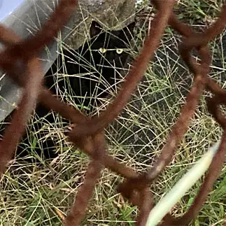 いかにも黒猫すぎるネコ　　からくりぴーちさん