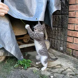 真剣白刃取りがうますぎるネコ　　からくりぴーちさん