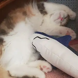 無防備すぎるネコ　　ピーカンさん