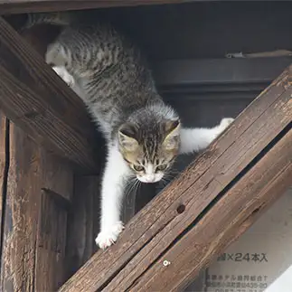 必死すぎるネコ　　TAKAさん