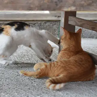 かまって欲しすぎるネコ　　TAKAさん