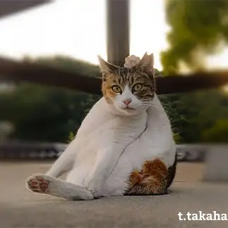 自分で頭に飾り付けして似合ってるを訴えすぎるネコ　　t.takaharuさん