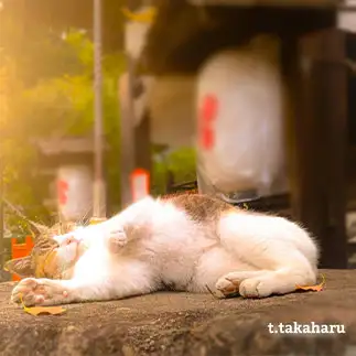 秋祭りで酔っぱらって気持ち良さそうに寝すぎるネコ　　t.takaharuさん