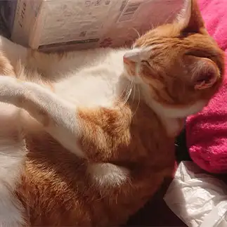 おじさんすぎるネコ　　くみさん