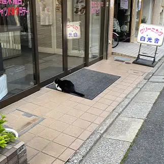 洗って欲しすぎるネコ　　かおりさん