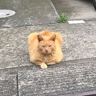 四角すぎるネコ　　ねこねこたろうさん