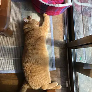 力持ちすぎるネコ　　カミナナさん