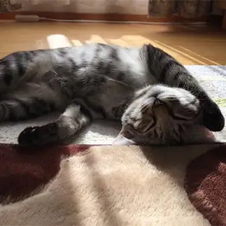 無防備すぎるネコ　　こぱんださん