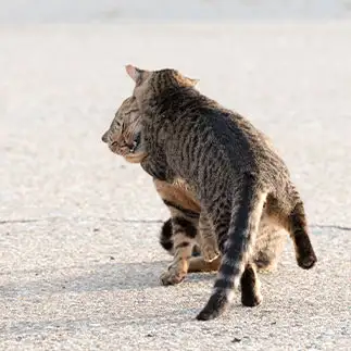 愛しすぎるネコ　　しばけいさん