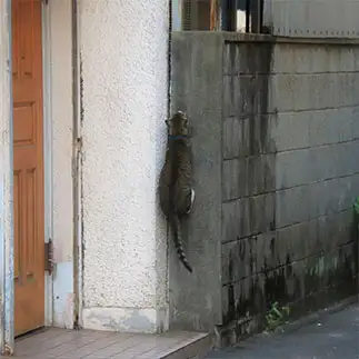 忍者すぎるネコ　　吉冨 武留さん