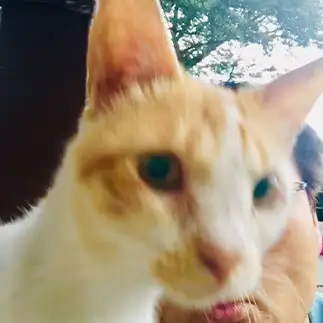 かぶりすぎるネコ　　ちょこシューさん