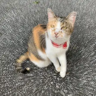 タイムワープ2秒前すぎるネコ　　ちょこシューさん