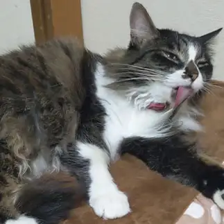 胸毛がとろろ昆布っぽすぎるネコ　　ひまわり屋ひまさん