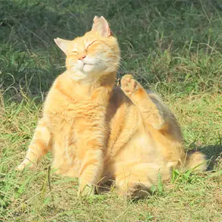 痒い所に手が届かなすぎるネコ　　ことりさん