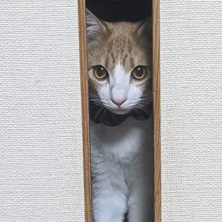 「開けて」の圧が強すぎるネコ　　ひまわり屋ひまさん