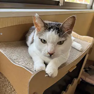 アイラインの引き方が上手すぎるネコ　　えいこ8さん