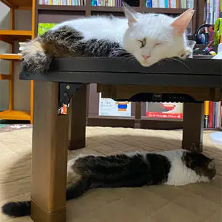眠たすぎるネコ　　小春さん
