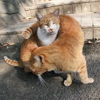 マフラーどうぞすぎるネコ　　れみぞーさん