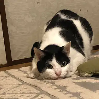 スナイパーすぎるネコ　　東くにこさん