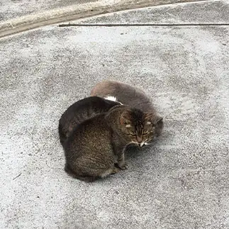 扇形すぎるネコ　　かおりさん