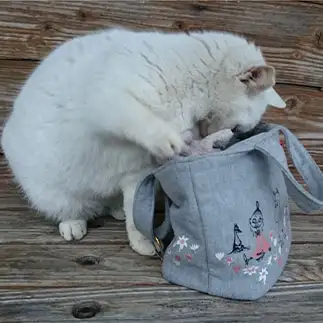 おやつないかなぁすぎるネコ　　黒猫カレンさん