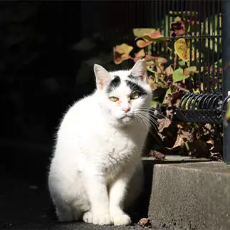 八の字のはらいがお手本すぎるネコ　　紫苑さん
