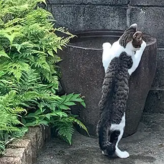 背中の模様とシンクロすぎるネコ　　みーこさん