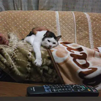 テレビのチャンネルを変えたすぎるネコ　　ちーちゃんさん