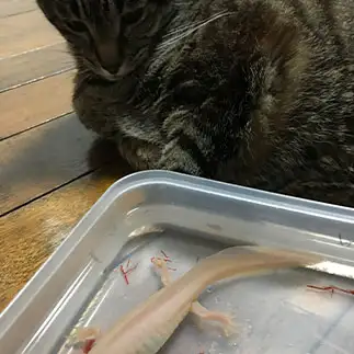 友達になれるか悩みすぎるネコ　　みかりんさん