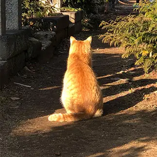 「だるまさんがころんだ」が好きすぎるネコ　　ねこたろうさん
